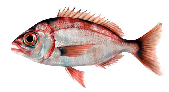 Dentex macrophthalmus_06.jpg